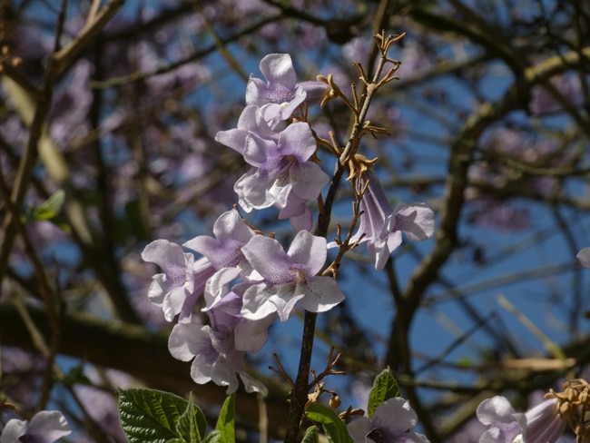 Die Blüten des Blauglockenbaums.